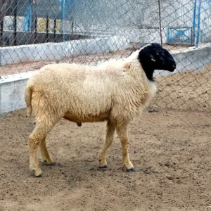 Kashmiri Lamb