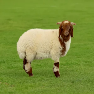 Nuaimi Lamb