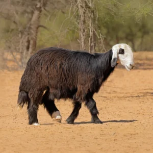 Najdi Lamb