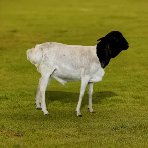 Somali Lamb