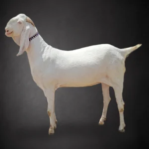 Indian Goat - Day 2