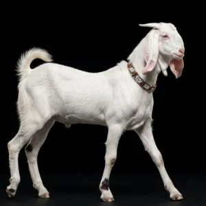 Indian Goat - Day 1