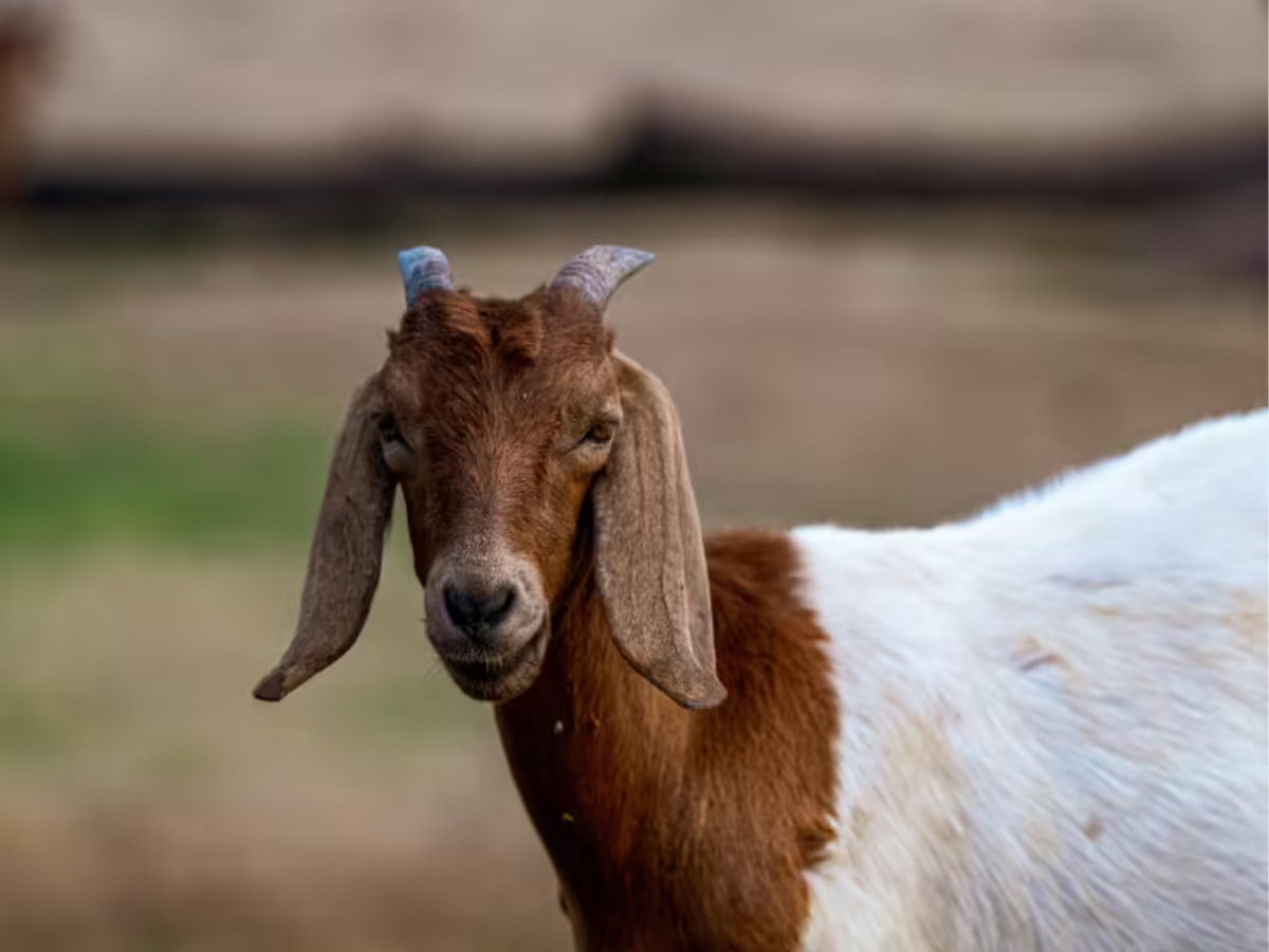 Qurbani in Islam