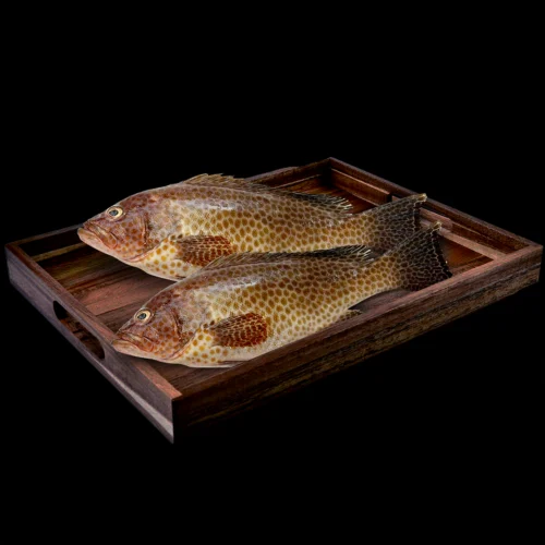 Hamour Fish in Dubai
