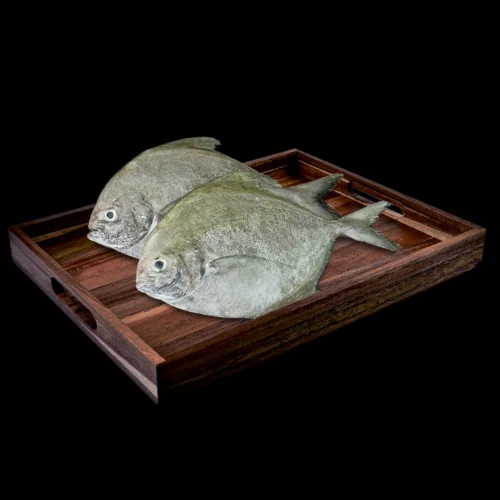 Pomfret Black Fish